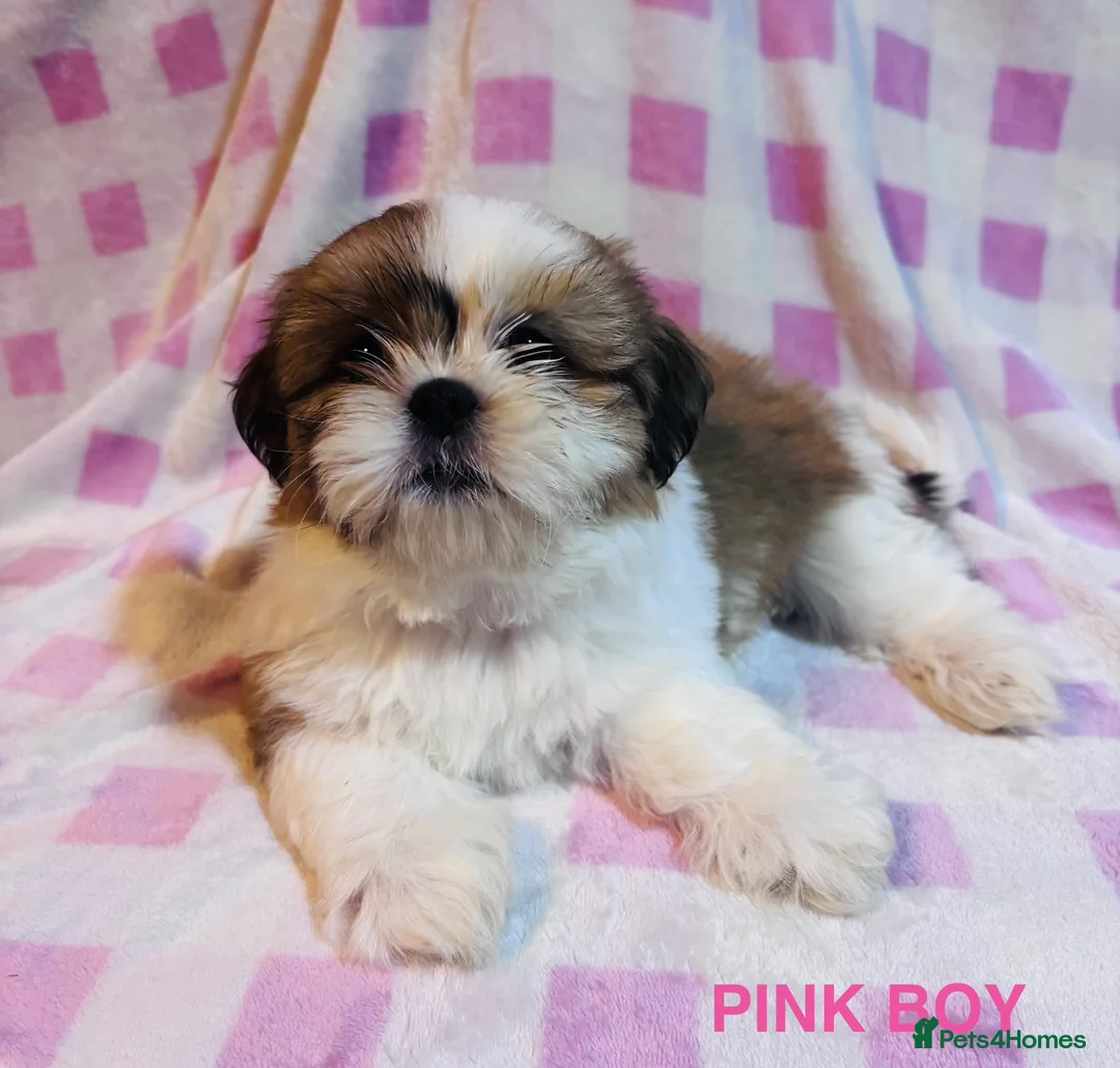 Shih Tzu dogs for sale: BEAUTIFUL IMPERIAL SHIH-TZU PUPPYS FOR SALE  - Advert 1