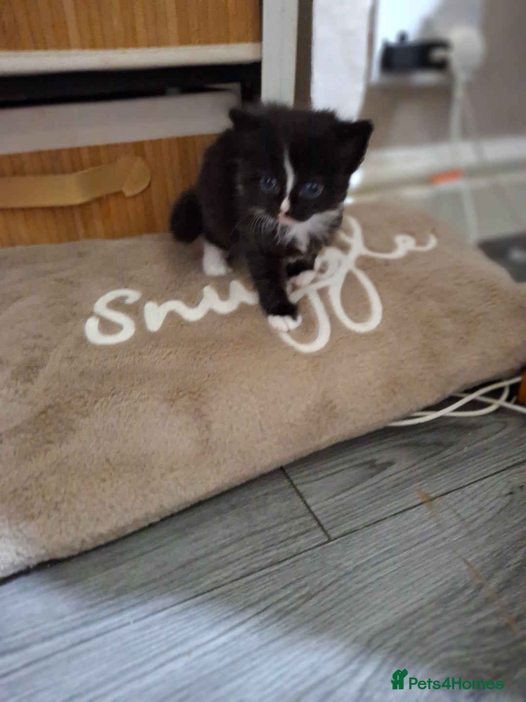 British Shorthair cats for sale: Kittens - Advert 3