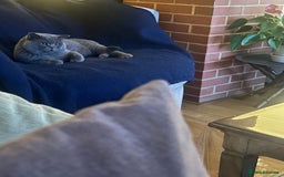 British Shorthair cats for sale: Colourpoint British Shorthair - Image 13
