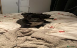 Border Collie dogs for sale: border collie puppy - Image 1