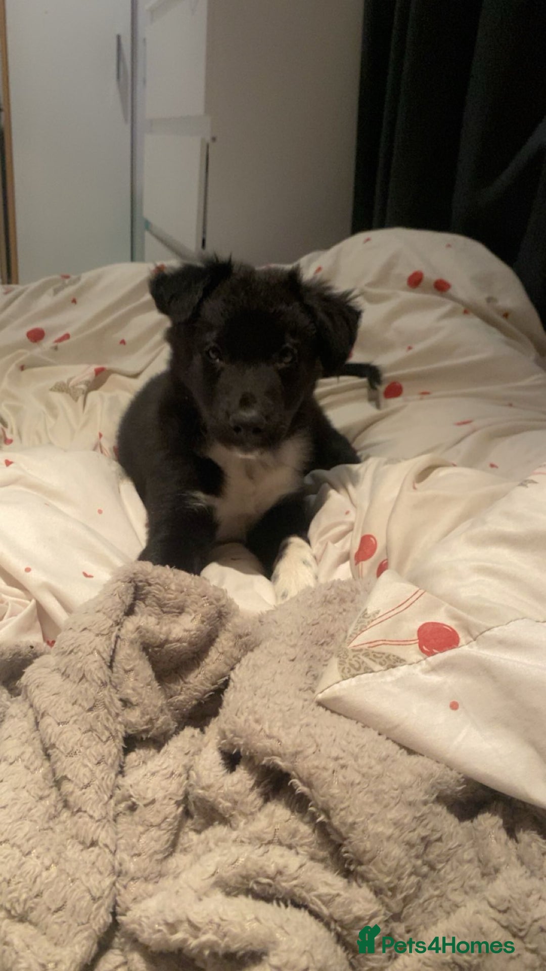 Border Collie dogs for sale: border collie puppy - Image 1