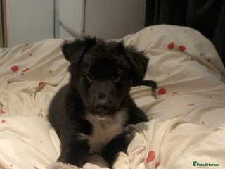 Border Collie dogs - Advert 4