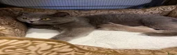 British Shorthair cats for sale: Grand imperial champion parent & grandparents  - Advert 3