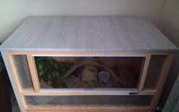Corn Snake reptiles for sale: 2 Corn Snakes. Think 1 male & 1 female - Image 4