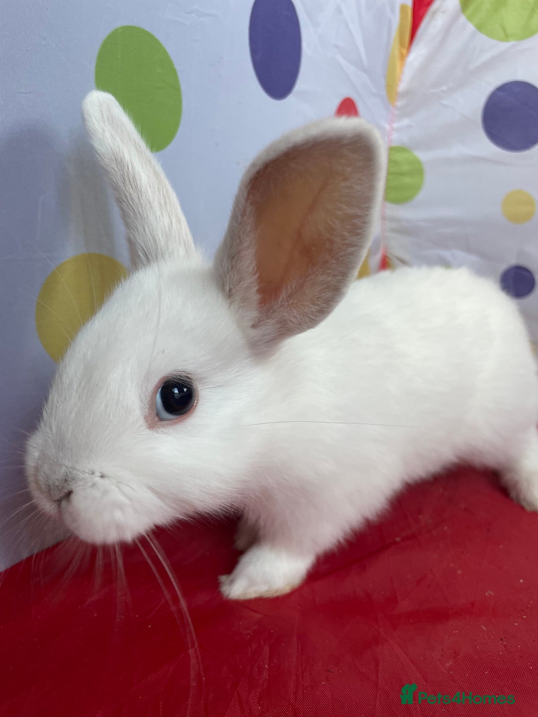 French Lop rabbits for sale: French lop mixed baby rabbits ready to go - Image 11