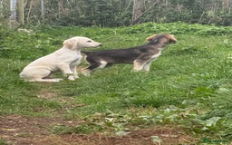 Saluki dogs for sale: Lovely Saluki Puppies - Image 5