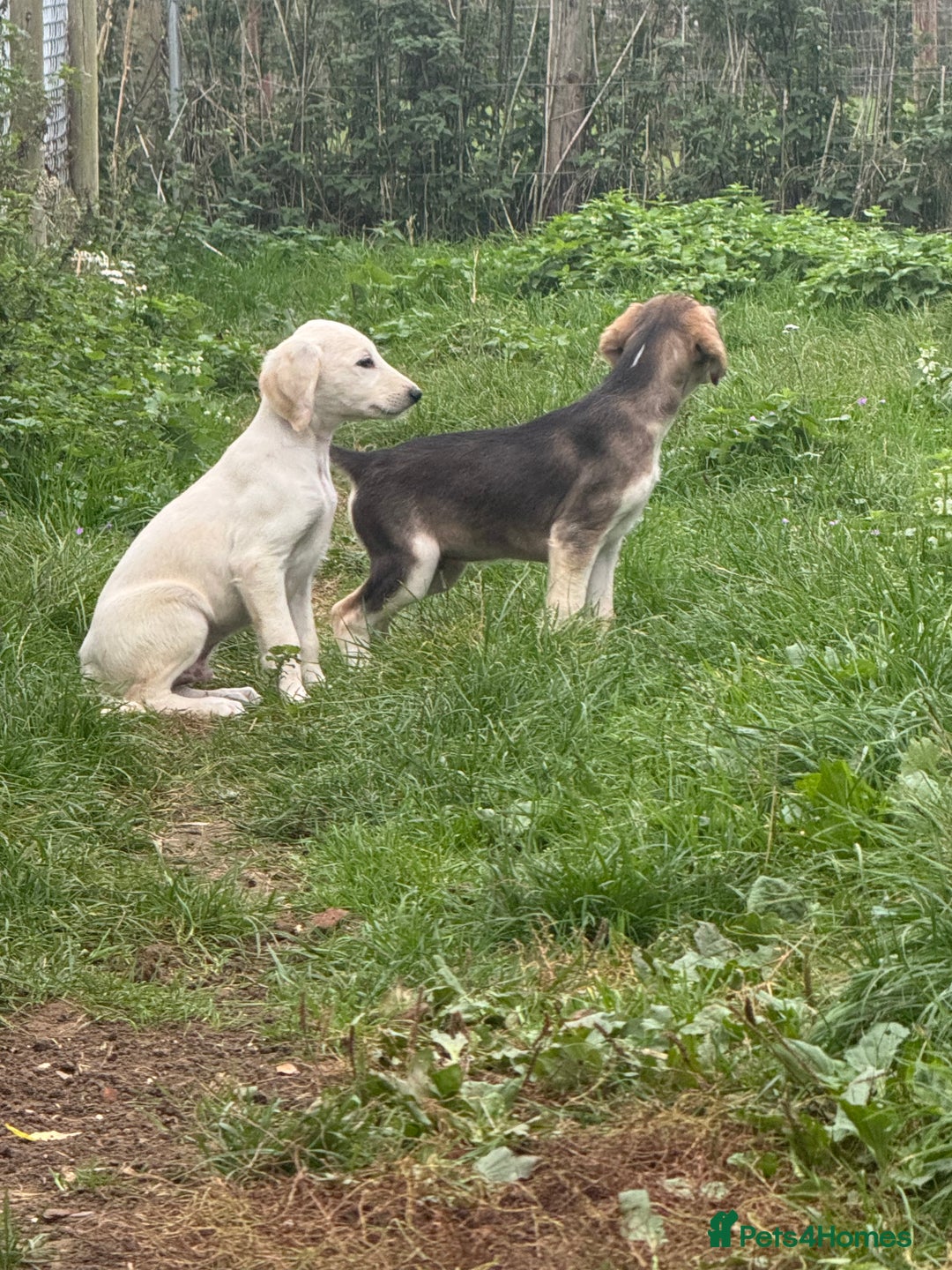 Saluki dogs for sale: Lovely Saluki Puppies - Image 5