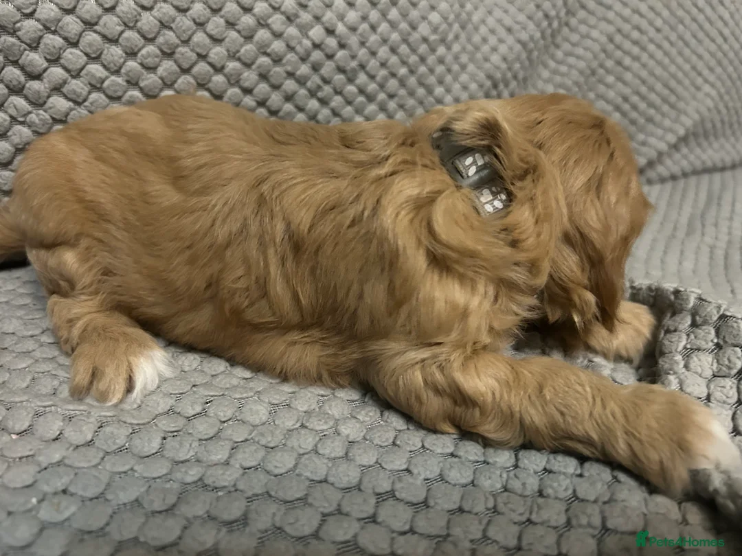 Cavapoo dogs for sale: 🌟 F1 Cavapoos for sale 🌟  - Advert 3