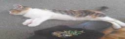 Mixed Breed cats for sale: 4 kittens ready for forever homes in Bristol - Advert 10
