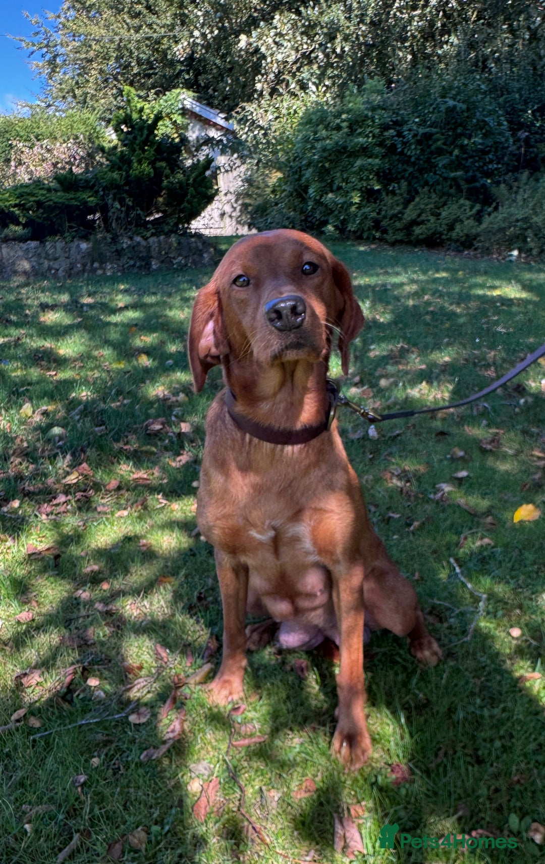 Labrador Retriever dogs for sale: Outstanding Fox Red Labrador Retriever Puppies  - Image 11