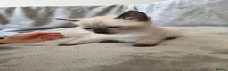 Siamese cats for sale: Silver colour point kittens  in Wallsend - Advert 7
