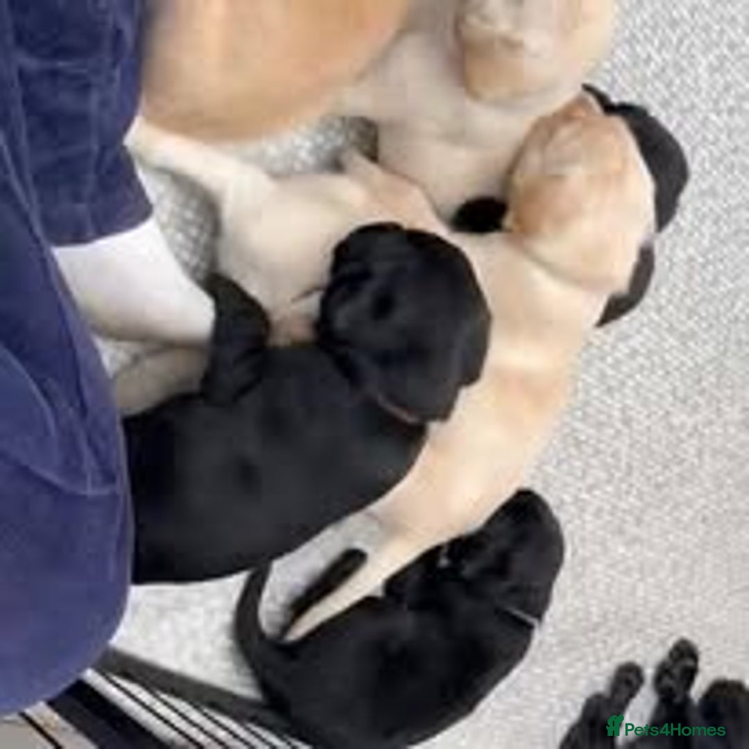 Labrador Retriever dogs for sale: Labrador Puppies for sale in London -KC registered - Image 28