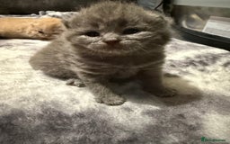 British Shorthair cats for sale: British shorthair kittens a rainbow of colours 😍 - Image 12