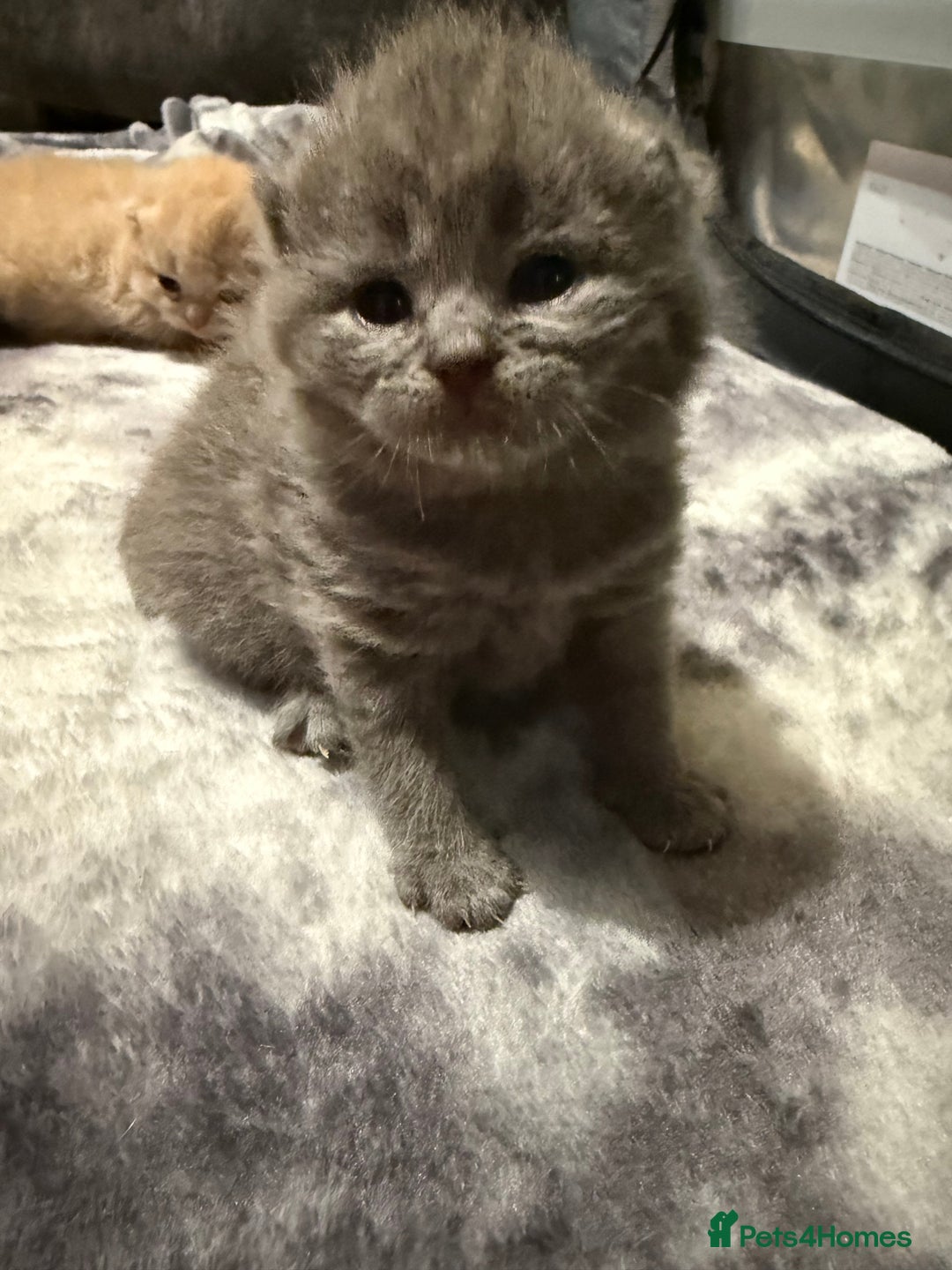 British Shorthair cats for sale: British shorthair kittens a rainbow of colours 😍 - Image 12