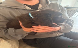 Cocker Spaniel dogs for sale: 3 boys left - Outstanding working cocker spaniels - Image 13