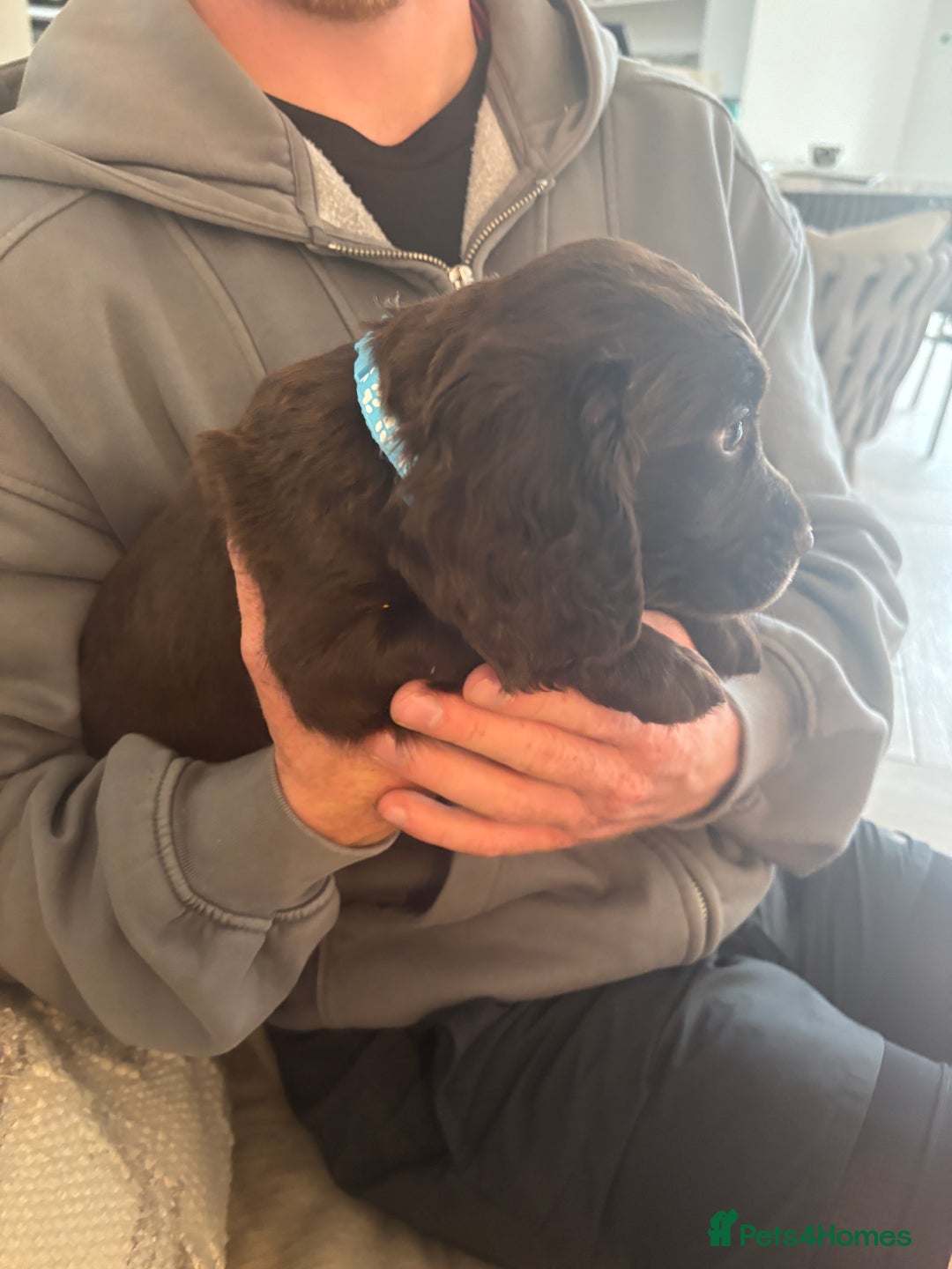 Cocker Spaniel dogs for sale: 3 boys left - Outstanding working cocker spaniels - Image 13