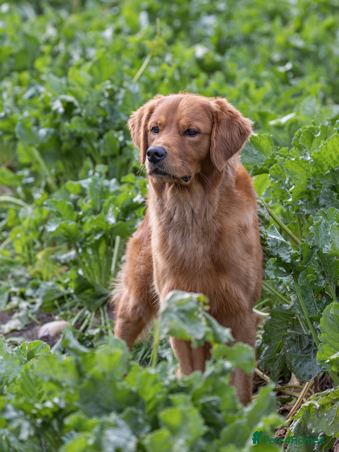 Golden Retriever dogs for stud: Fully Health Tested Show/Working Golden Retriever  - Advert 2