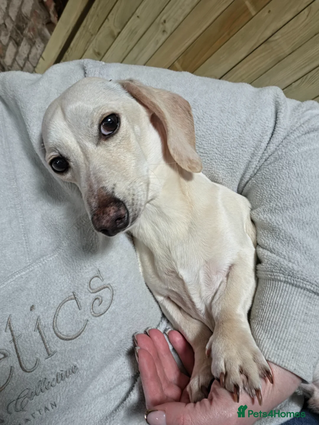 Miniature Dachshund dogs for sale: Rare light cream male minature dachshund  - Advert 1