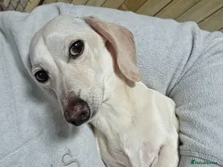 Miniature Dachshund dogs Rare light cream male minature dachshund - Advert 2