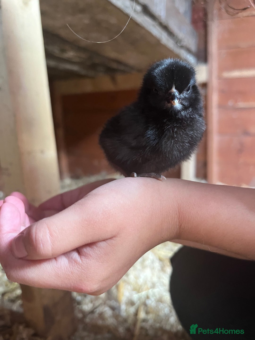 Chickens poultry for sale: Chicks - Image 1