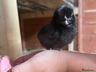 Chickens poultry - Advert 32