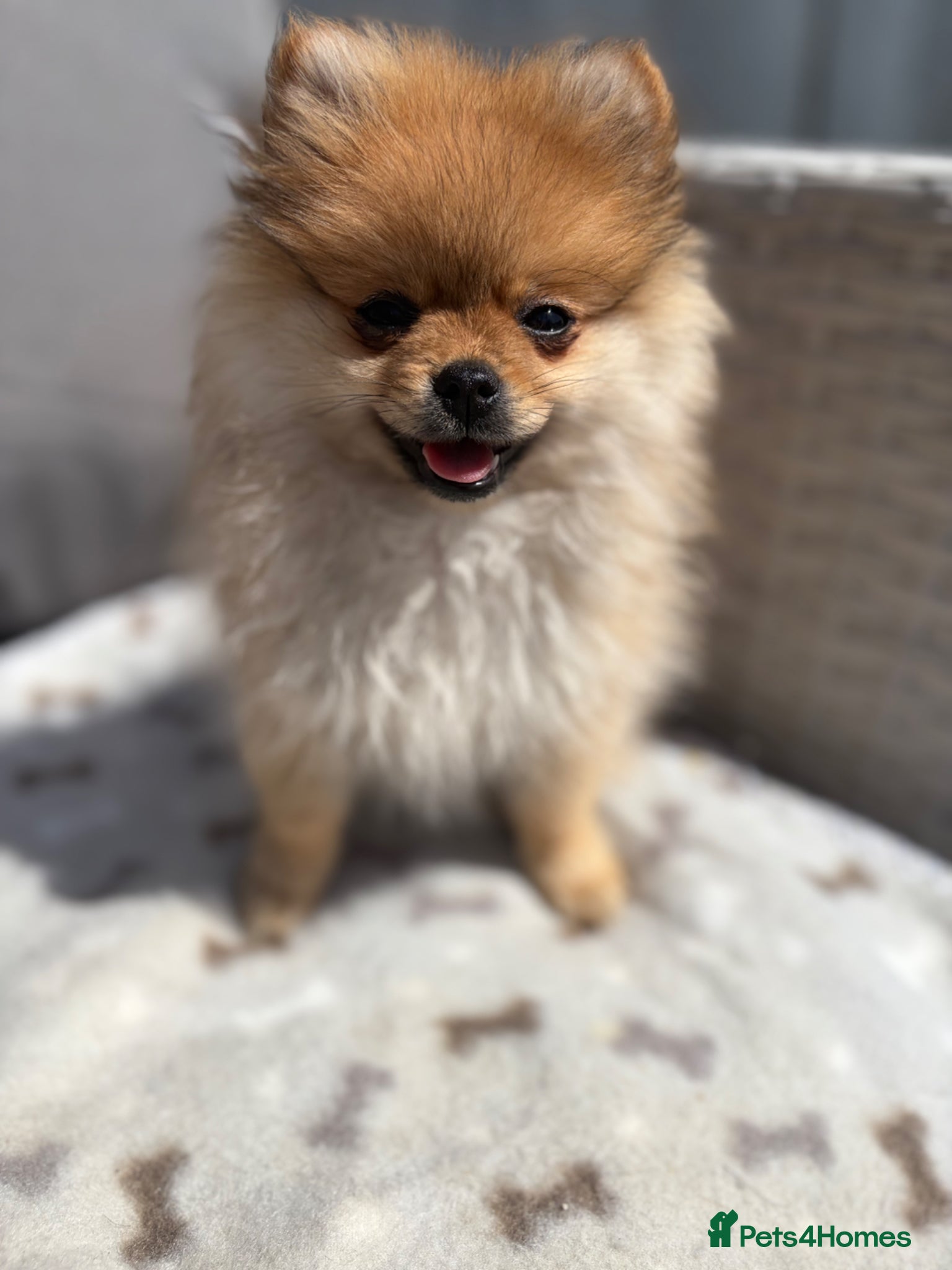 Pomeranian dogs Miniature Pomeranian  - Advert 1