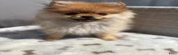 Pomeranian dogs for sale: Miniature Pomeranian  in Basildon - Advert 1