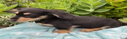 Miniature Dachshund dogs for sale: GORGEOUS KC reg PRA CLEAR MINI DACHSHUND PUPPIES - Advert 14