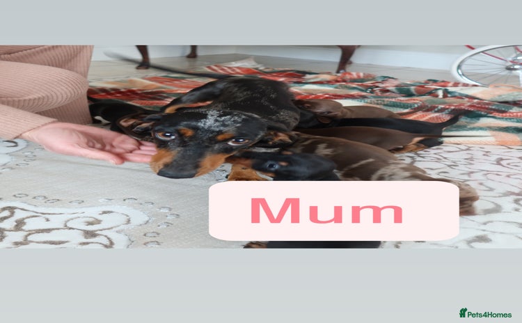 Dachshund dogs Dachshund puppy’s  - Advert 4