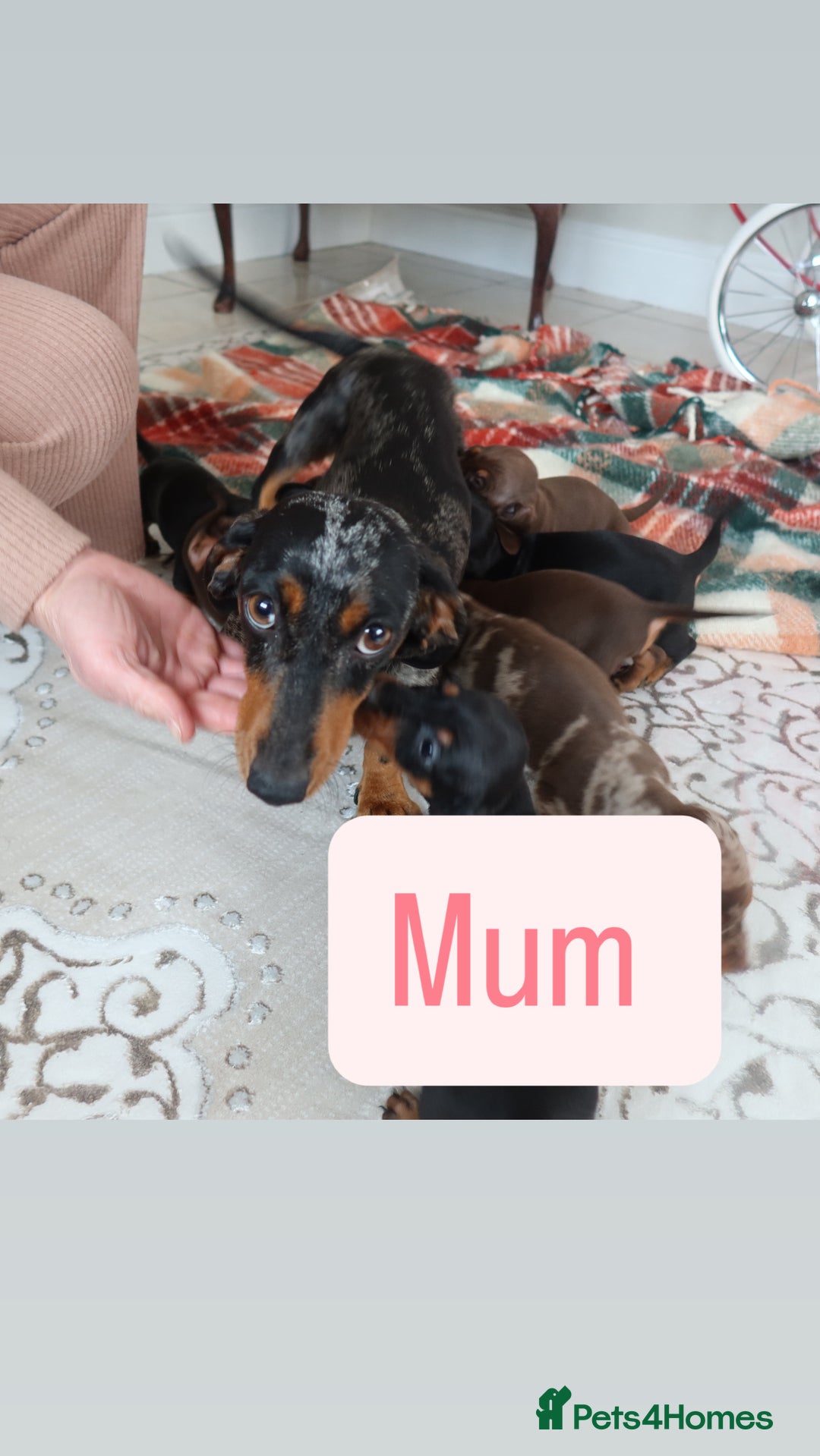 Dachshund dogs for sale: Dachshund puppy’s  - Advert 1