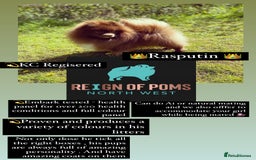 Pomeranian dogs for stud: Chocolate Stud Kc Registered ,Embark tested in Runcorn - Image 4