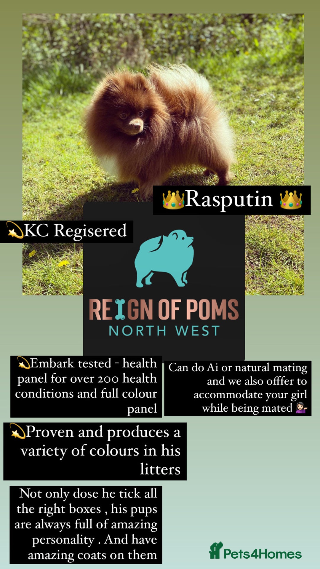 Pomeranian dogs for stud: Chocolate Stud Kc Registered ,Embark tested in Runcorn - Image 4