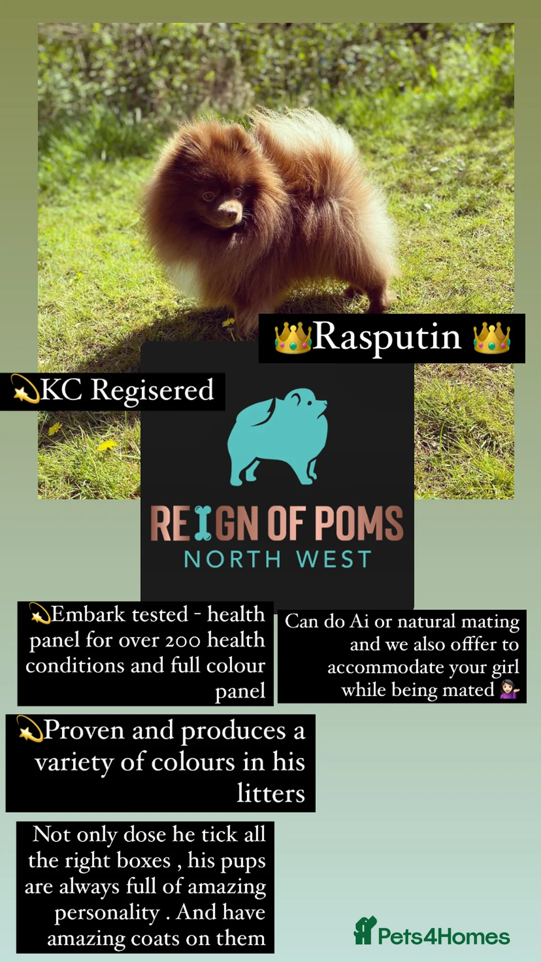 Pomeranian dogs for stud: Chocolate Stud Kc Registered ,Embark tested in Runcorn - Advert 4