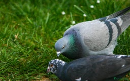 Pigeons birds for sale: Breeding pair of pigeons - Image 5