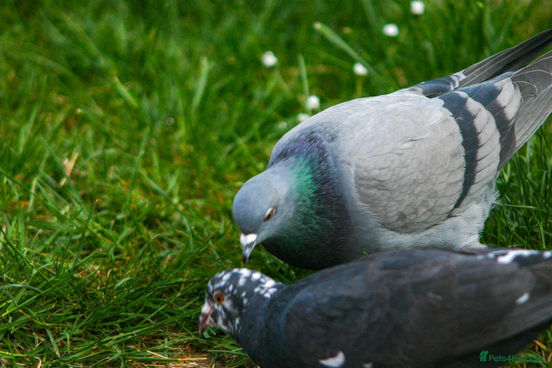 Pigeons birds for sale: Breeding pair of pigeons - Image 5