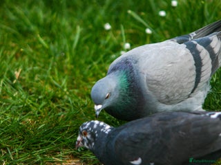 Pigeons birds - Advert 22