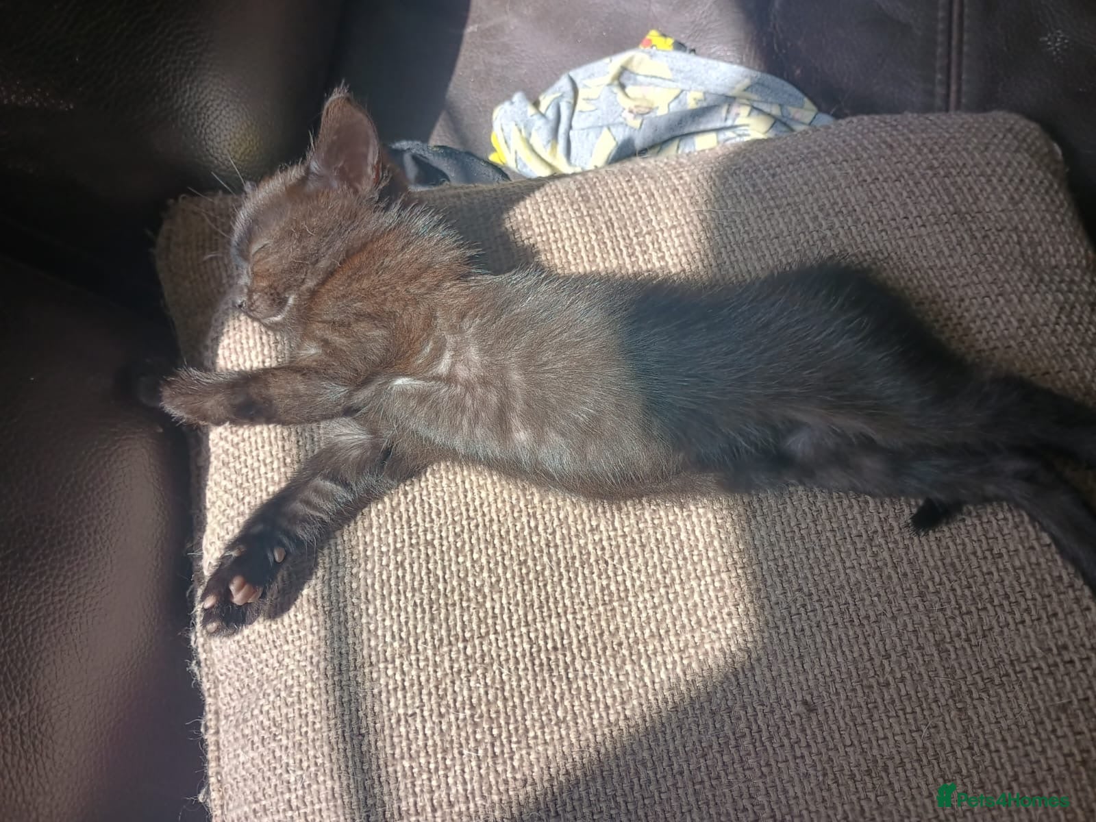 Mixed Breed cats for sale: 2 lovely female black kittens - Advert 10