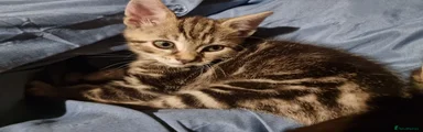 Floki
