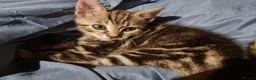 Mixed Breed cats for sale: The Three Musketeers - Advert 9