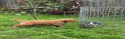 Golden Retriever dogs for sale: Waiting list open  - Advert 11