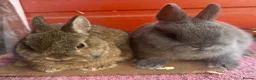 Netherland Dwarf rabbits for sale: Young Netherland Dwarfs - Advert 8