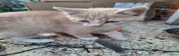 Mixed Breed cats for sale: Ginger/ cream kitten and black kitte.  - Advert 9