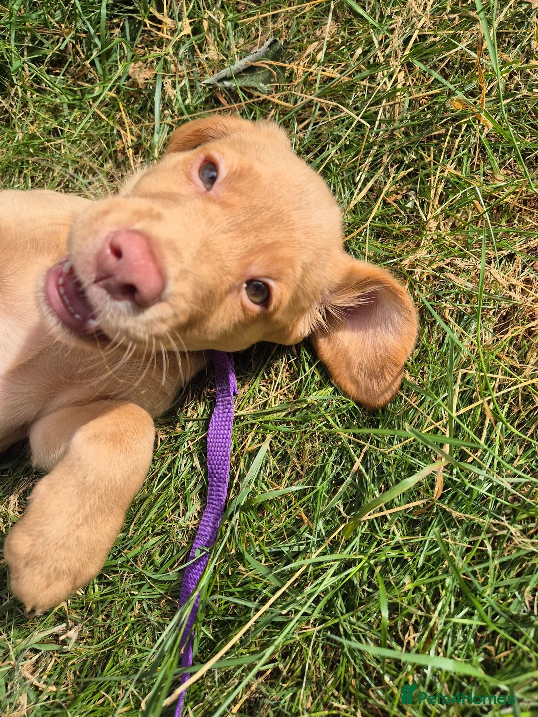 Cockerdor dogs for sale: Cockerdor Girl for rehoming in Nottingham - Advert 2