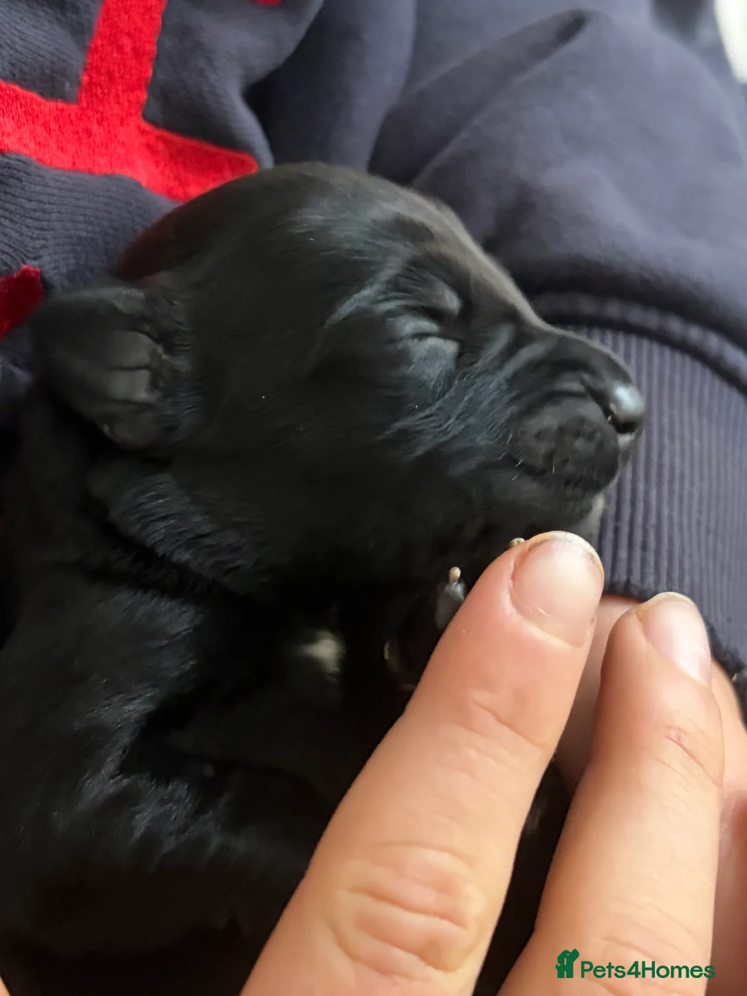 Mixed Breed dogs for sale: Gorgeous puppies looking for a home  in Saffron Walden - Advert 10