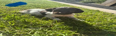 English Springer Spaniel 4
