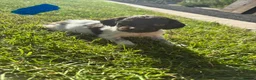 English Springer Spaniel dogs for sale: Springer Spaniel Puppies  - Advert 13