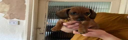 Dachshund dogs for sale: 6 dachshund puppies - 4 boys & 2 girls - Advert 7