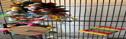 Conures birds for sale: Green cheek conures - Advert 8