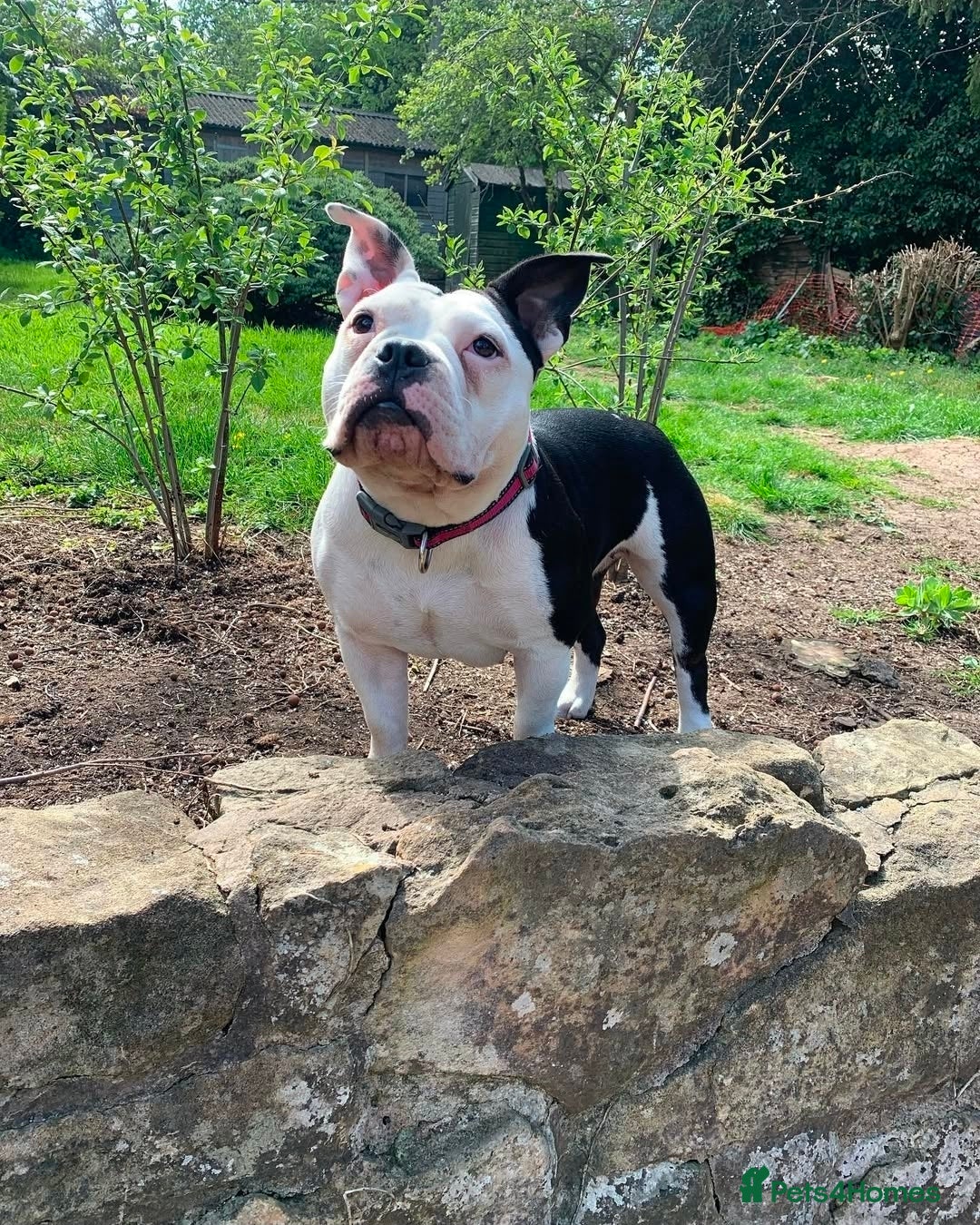 American Bully dogs 3 Females all Tri  - Advert 1