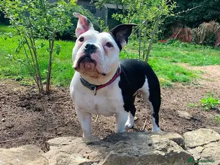 American Bully dogs 3 Females all Tri - Advert 13